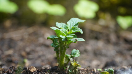 Bonn Germany June 20241 young growing potato plant outside in the soil in natural sunlight