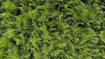 green moss background