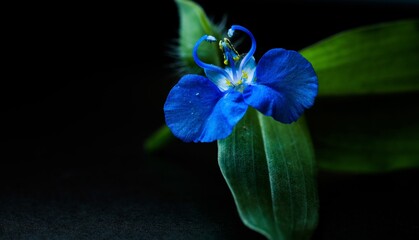 Commelina diffusa on black background. Commelina diffusa, sometimes known as the climbing dayflower or spreading dayflower, is a pantropical herbaceous plant in the dayflower family.