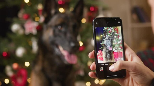 Man taking photo of dog posing on christmas tree background, using smartphone. New year holidays concept. Happy pet owner making photos of his trained puppy. Malinois bard sitting in living room. 