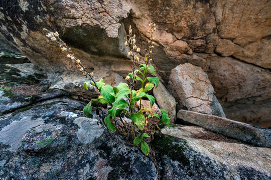 Planta Digitalis thapsi L. en una roca de granito. Madrid.  España. Europa.