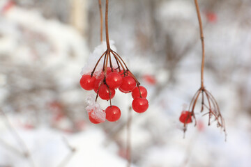 Viburnum berries on a background of snow