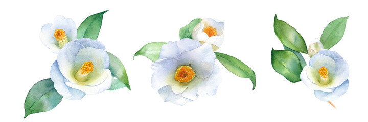 白いツバキの水彩イラスト。装飾用。クリップアート3種セット。ヤブツバキ。（ベクター。葉と花のレイアウト変更可能） © Keiko Takamatsu
