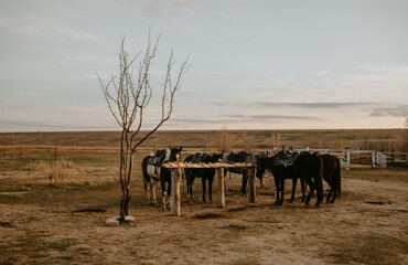 Fototapeta na wymiar animals in the steppe farm