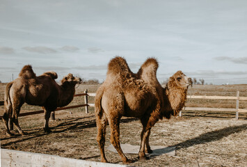 camels in the open sky farm