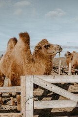 camels in the open sky farm