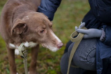 Red-haired dog is waiting for love and affection at the shelter