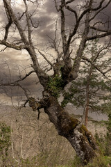 lonely old tree with a cloudy sky on a winter day