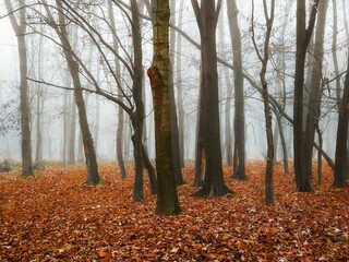 Foggy autumn forest with fallen leaves. Leafless trees in the mystical forest. Atmospheric November landscape, beautiful woodland. 