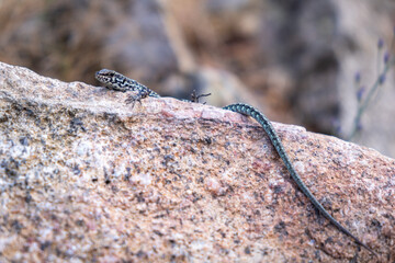 Small lizard on a hot rock. 