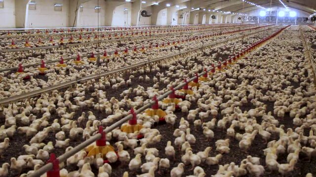Industrial breeding of chickens in a poultry farm