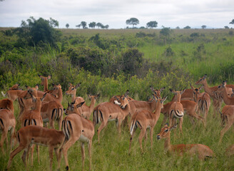 Naklejka na ściany i meble Herd of impalas. Mikumi national park, Tanzania