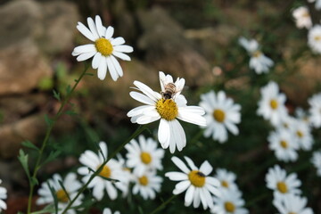 Fototapeta premium Honeybee and Daisies