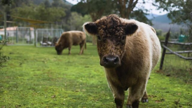 Slow motion shot of cute, fluffy, highland cow staring at camera
