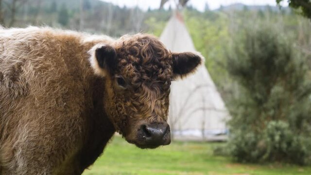 Slow motion shot of fluffy highland cow looks off into the distance with Tipi in background