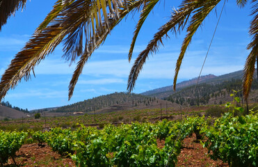Fototapeta premium Beautiful view of a vineyard in the south of Tenerife,Canary Islands, Spain.Harvest concept.Selective focus.