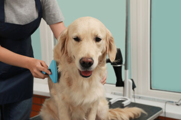 Professional groomer brushing fur of cute dog in pet beauty salon, closeup