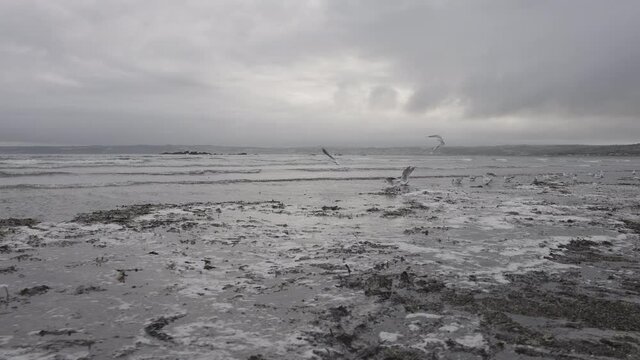 Flock of Seagulls Take Flight on Marazion Beach at St Michael's Mount in Cornwall near Penzance - Slow Motion