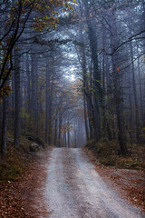 path in misty autumn forest