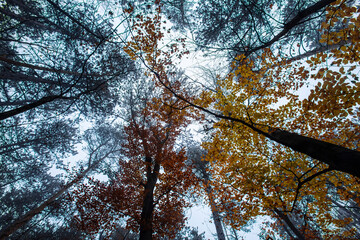 Fototapeta premium colorful autumn forest 