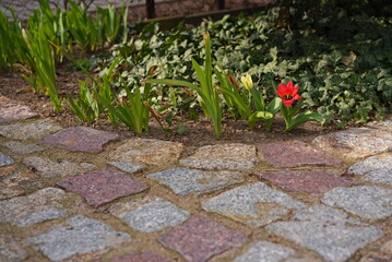 Blooming tulips at the path from paving cube 