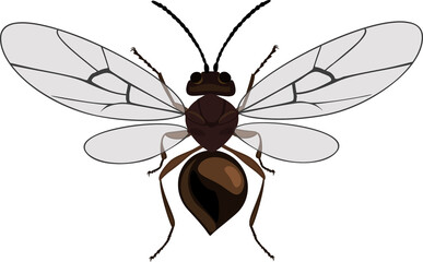 Cynips quercusfolii oak gall wasp isolated on white background