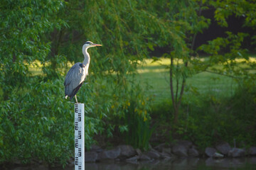 great blue heron