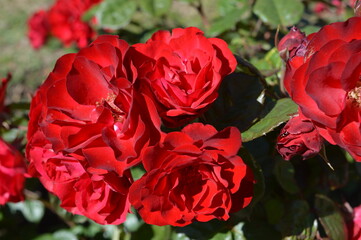flores rosas rojas