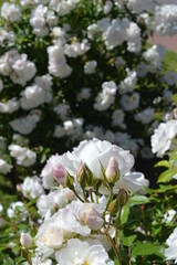 flores rosas blancas 