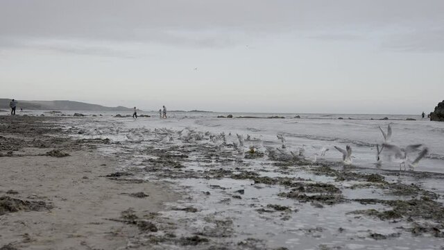 Flock of Seagulls Take Flight on Marazion Beach at St Michael's Mount in Cornwall near Penzance - Slow Motion