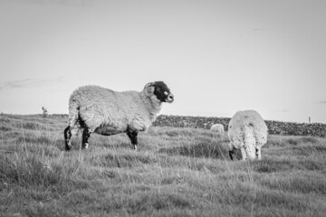 Sheep in the grass in the Yorkshire