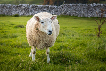 Fototapeta premium Sheep in the grass in the Yorkshire