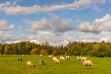 Dairy cows eating grass at field under bright blue sky and white grey clouds. Thirteen different colours of cows eating grass in grassland at distant forest and red tractor. Cattle cow farm in Latvia