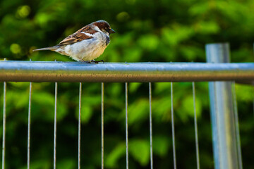 sparrow on a fence