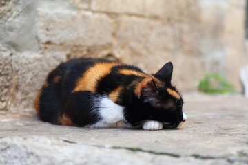 Black calico cat in Croatia