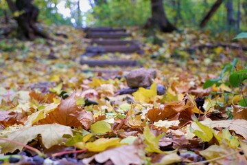 colorful autumn leaves in the woods in front of a wooden staircase