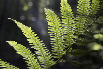 Leaves of Dryopteris filix-mas