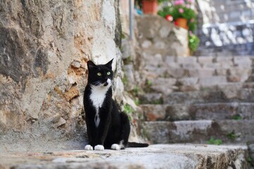 Black cat with white socks in Croatia