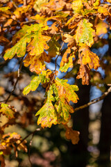 Vertical photo of yellow, green, brown, orange oak leaves on a branch. Golden autumn leaves on a tree at sunny fall day. Bright yellow oak leaves in scenic fall day. 