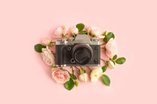 Retro photo camera around pink roses with green leaves on pink background.