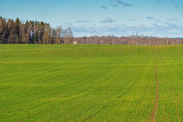 Fototapeta na wymiar A green hilly agricultural field.