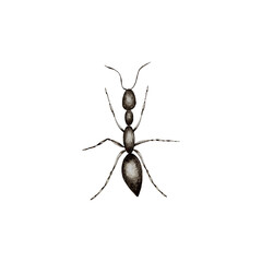Black ants paving the way to their goal. A colony of worker ants.