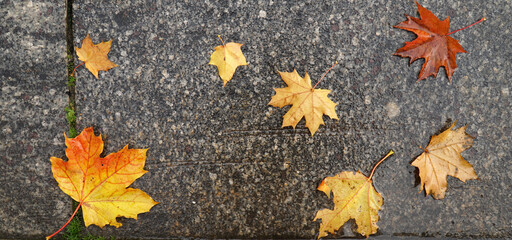 Autumn maple leaves on wet asphalt