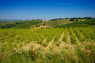 Fototapeta na wymiar Rural landscape near Rimini and Verucchio, Emilia-Romagna