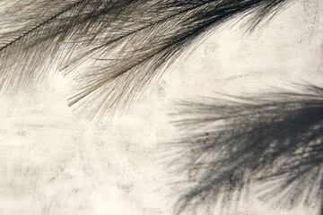 Obraz premium Shiny palm leaf on beton wall. Abstract frame background with copy space. Flat lay glitter confetti