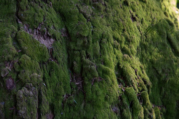 Tree covered by a moss in Okutama, Japan