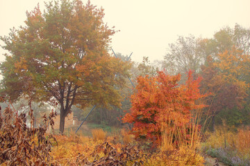 autumn foggy weather in the fall in the park. yellow fallen leaves