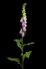 Foxglove flowers, lat. Digitalis, isolated on black background