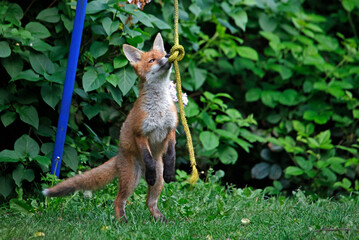 Naklejka na ściany i meble Urban fox cubs exploring the garden