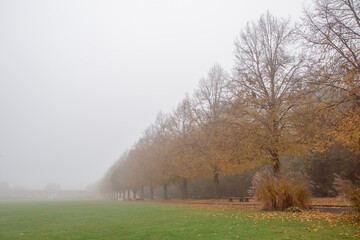 Obraz premium autumn foggy weather in the fall in the park. yellow fallen leaves